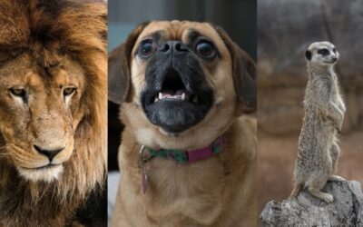 Löwe, Kläffer oder Erdmännchen? Die Macht der Bewältigungsstrategien